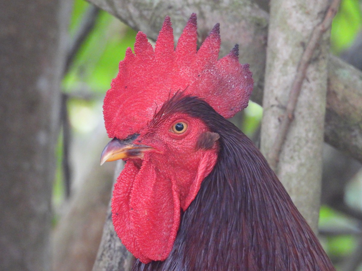Red Junglefowl (Domestic type) - ML646550149