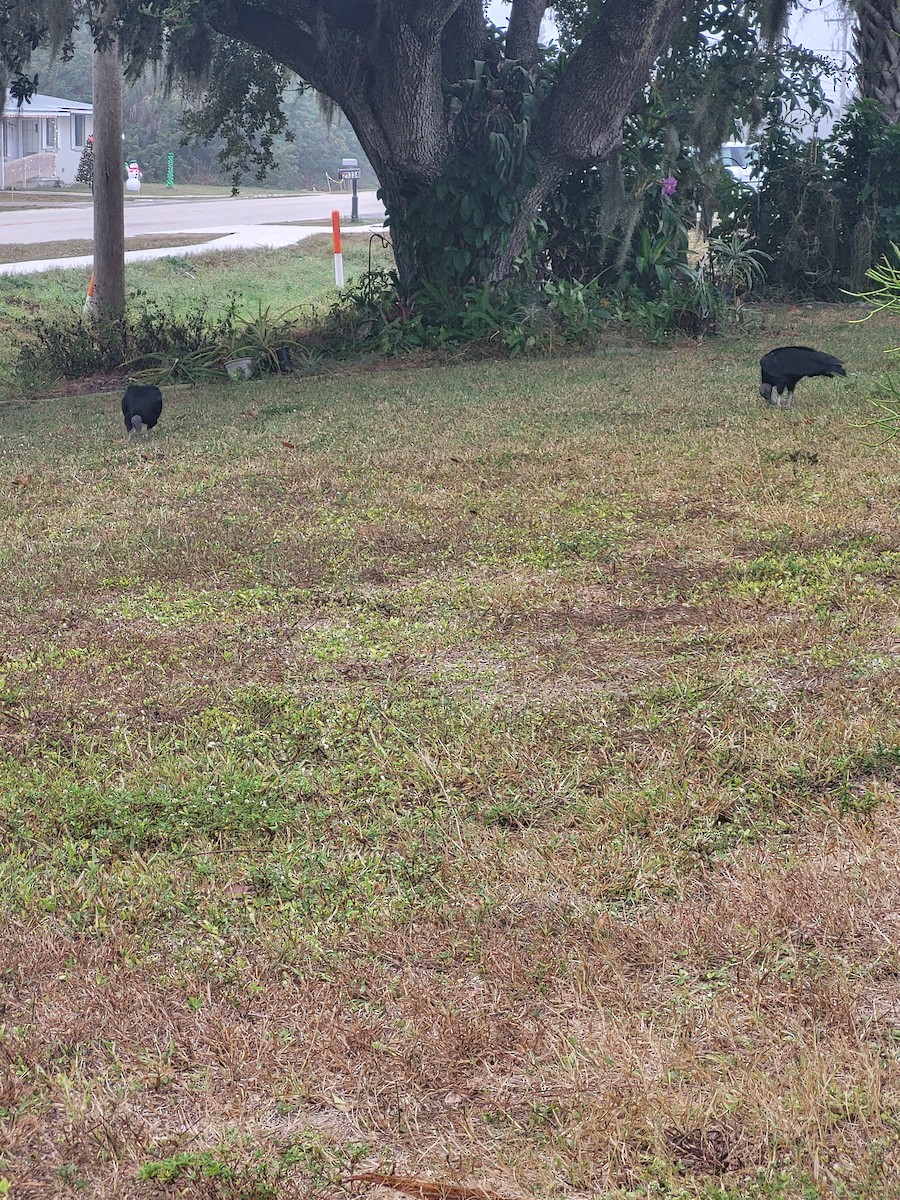 Urubu noir - ML646550154