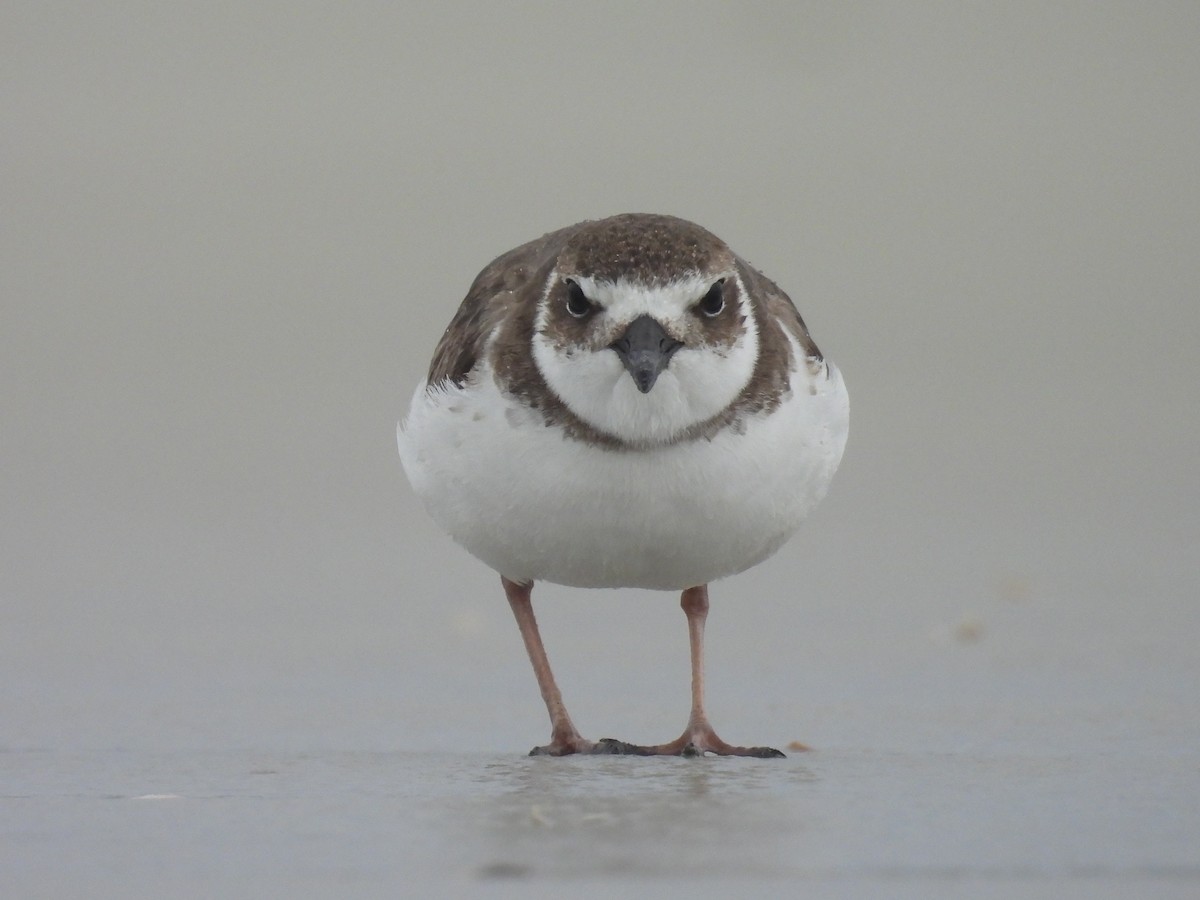 Wilson's Plover - ML646550159
