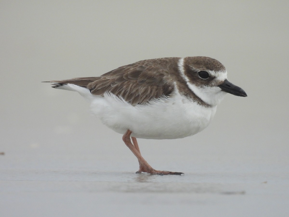 Wilson's Plover - ML646550160