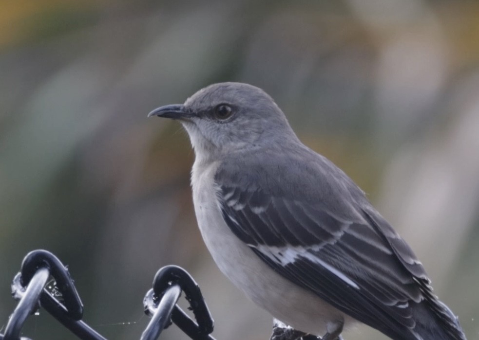 Northern Mockingbird - ML646550162