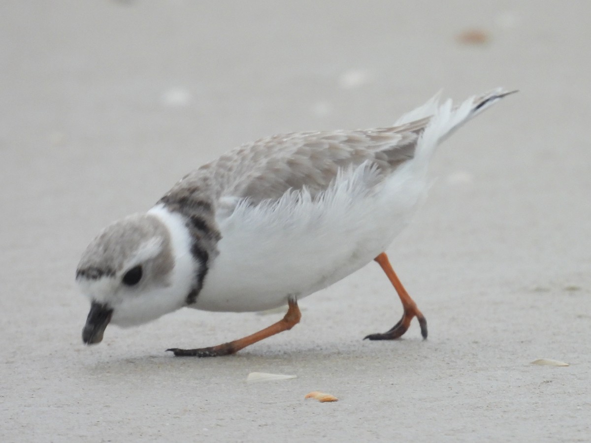 Piping Plover - ML646550163