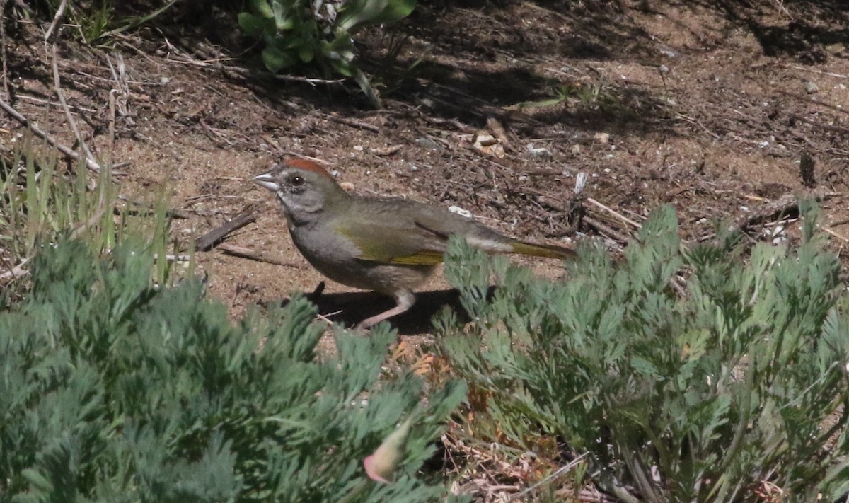 Green-tailed Towhee - ML646550164