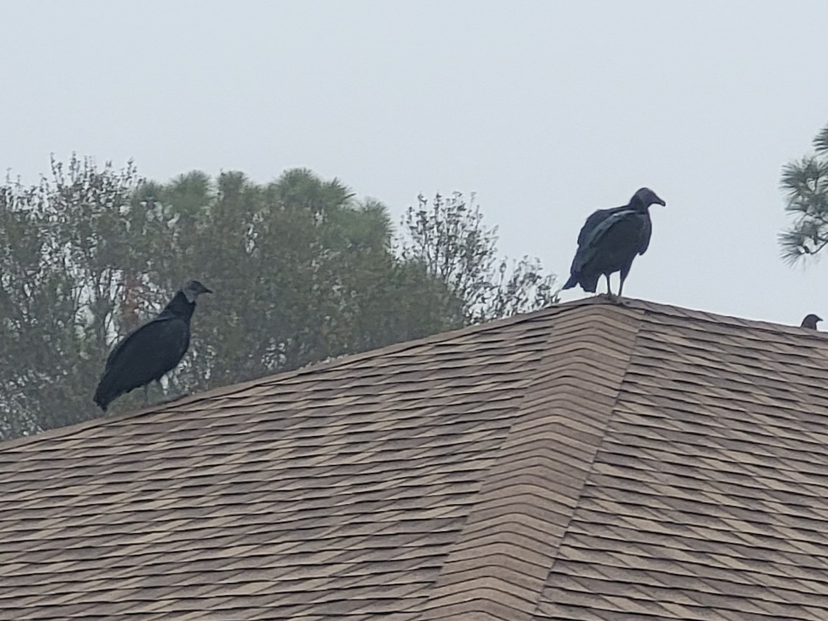 Urubu noir - ML646550165