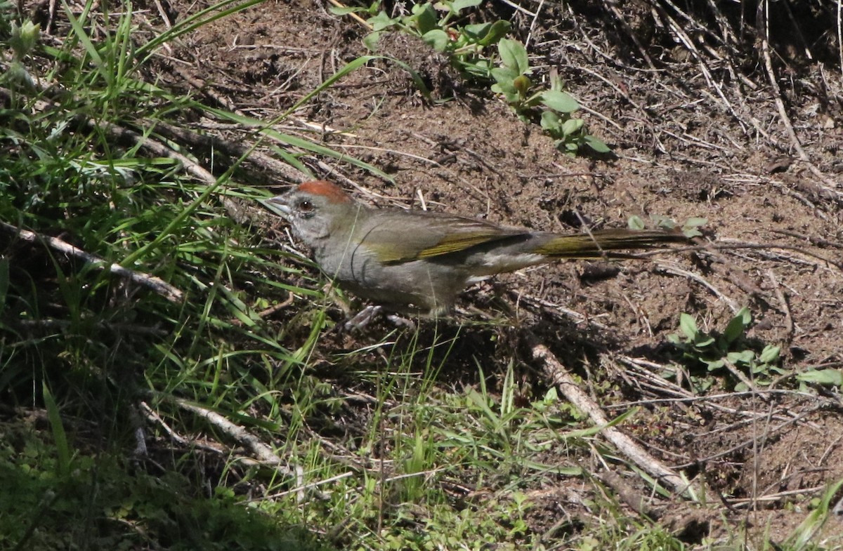 Green-tailed Towhee - ML646550167