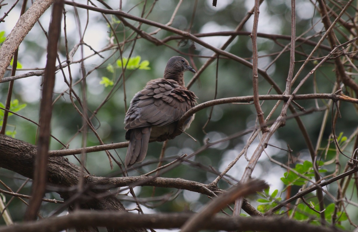 Pale-vented Pigeon - ML646550168