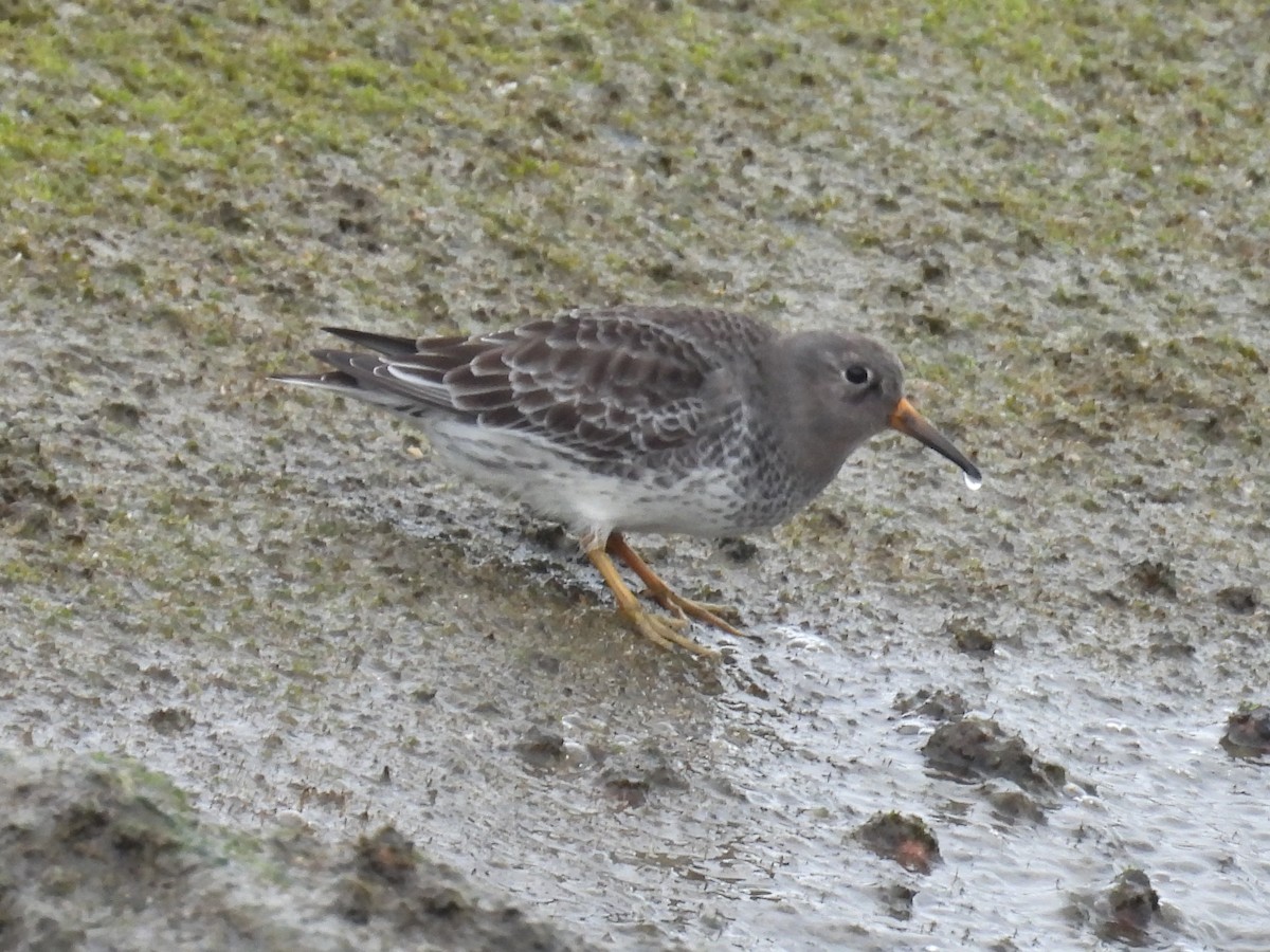 Purple Sandpiper - ML646550170