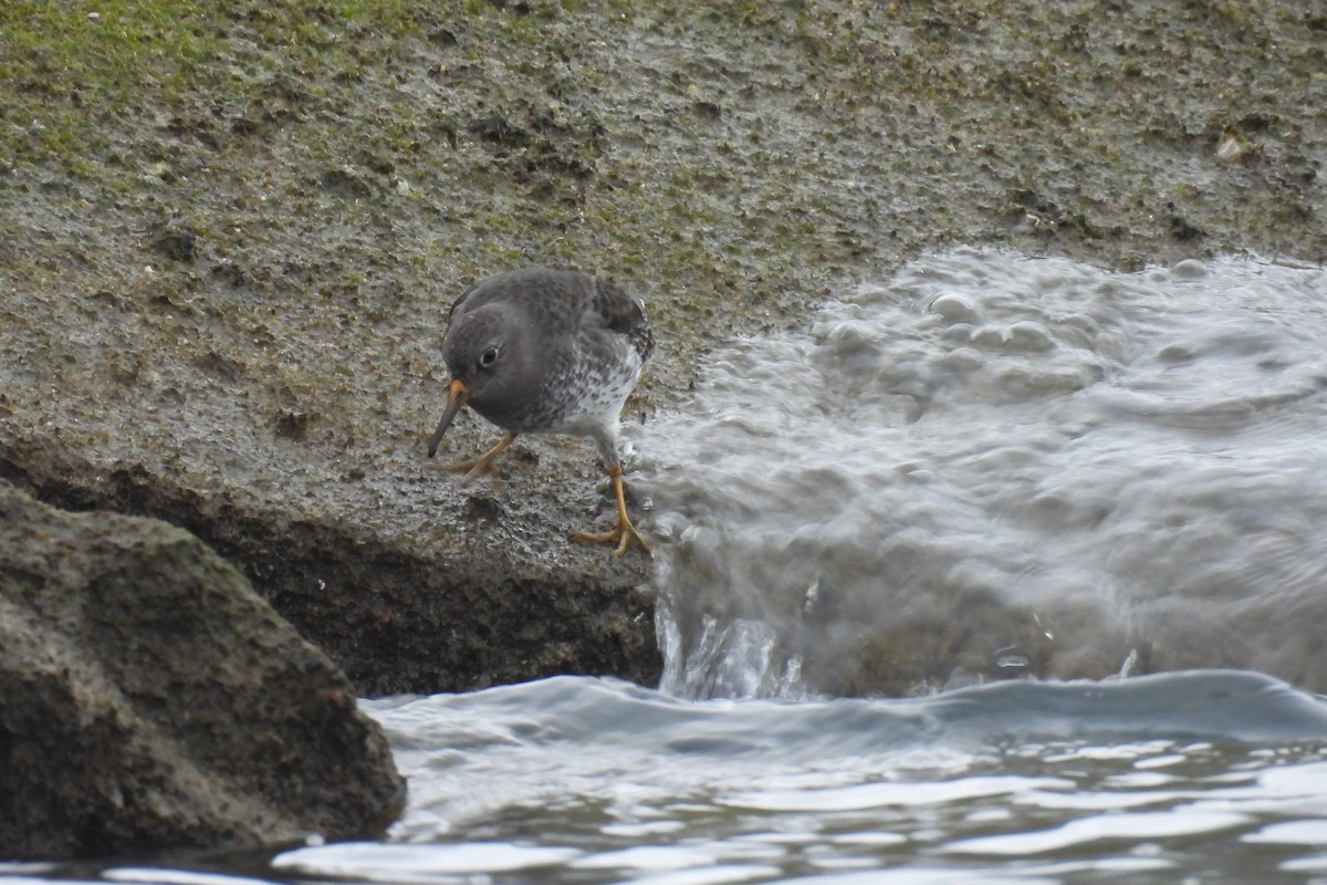 Purple Sandpiper - ML646550171