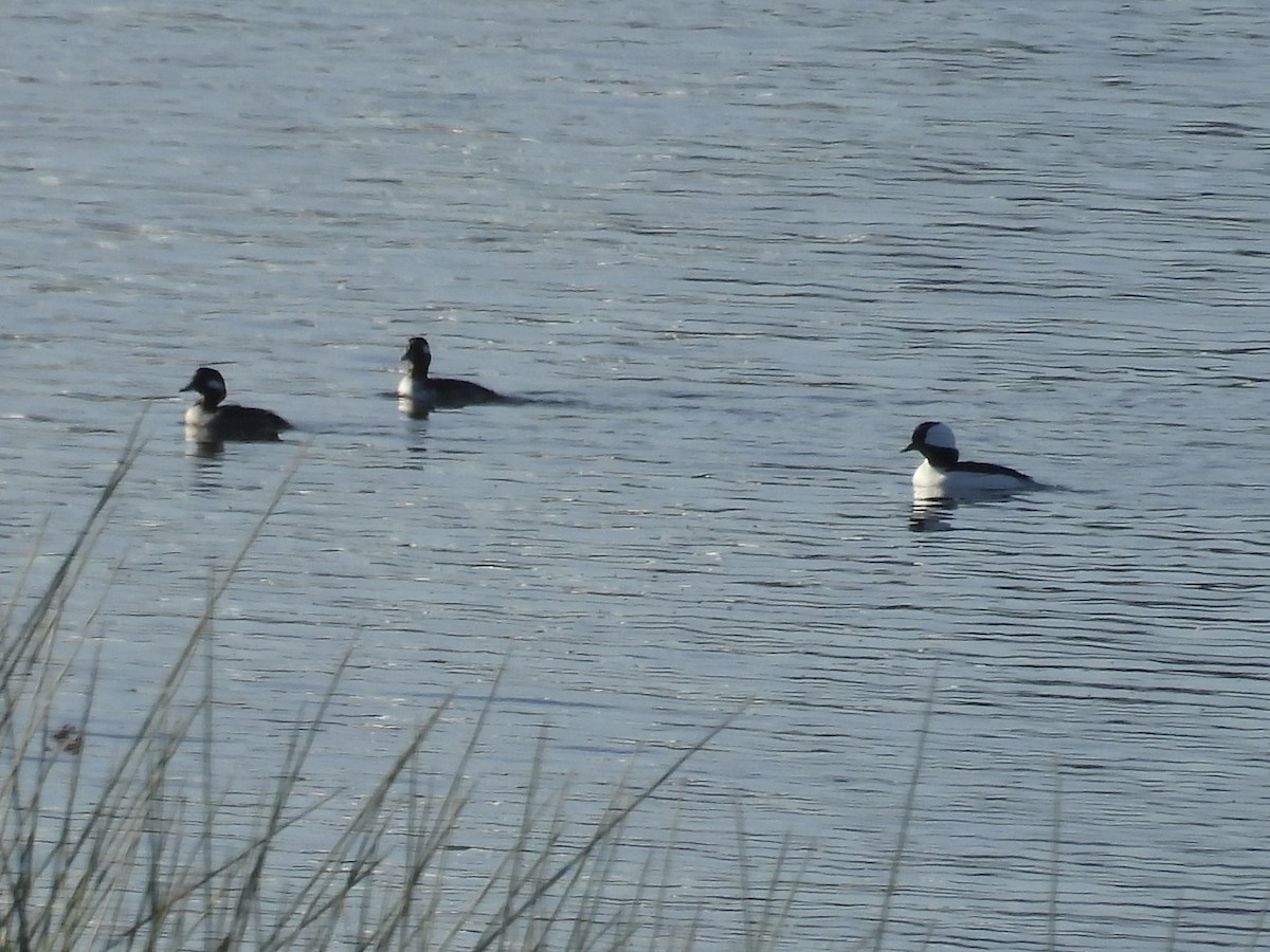 Bufflehead - ML646550172