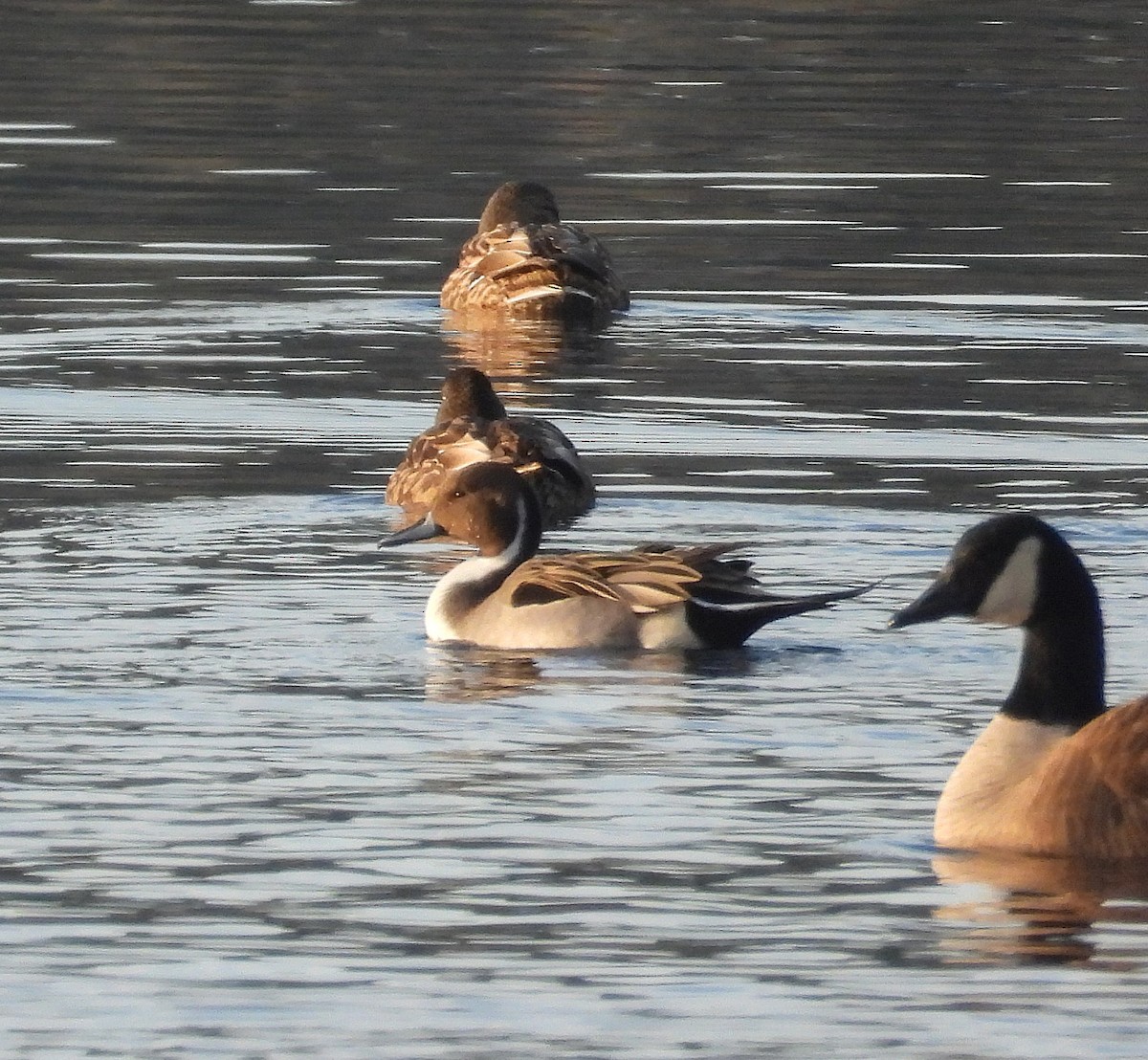 オナガガモ - ML646550173