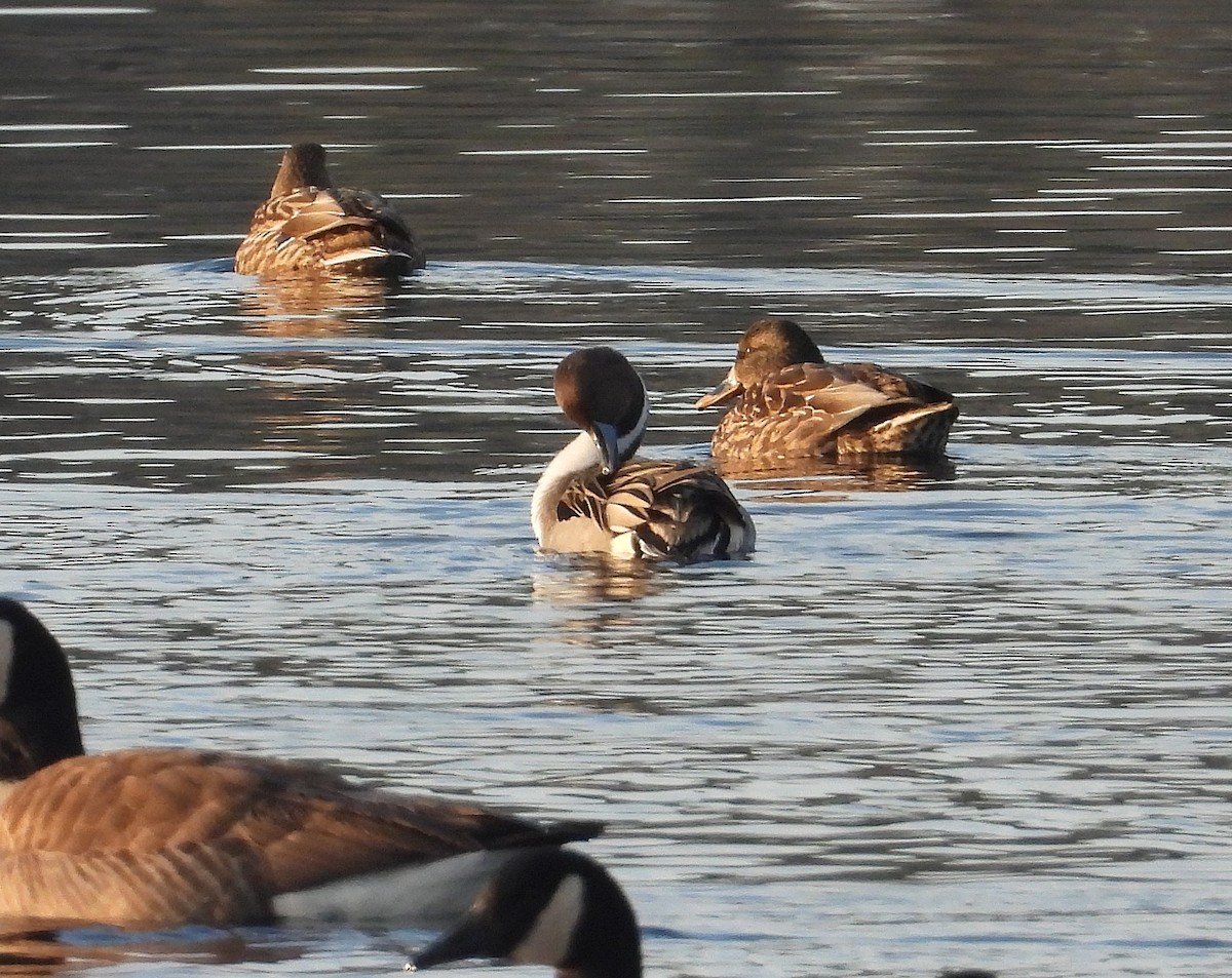 オナガガモ - ML646550174