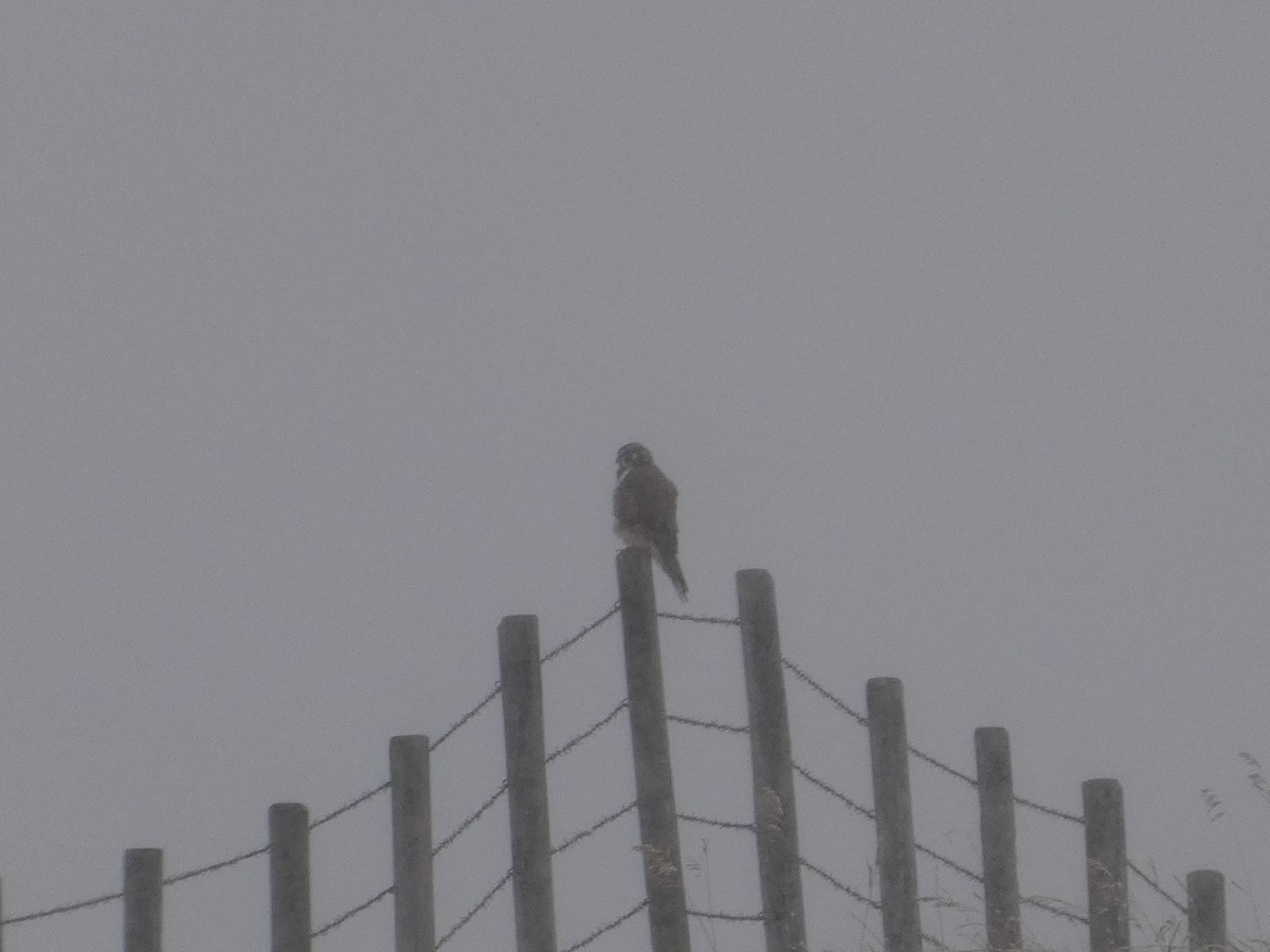 Prairie Falcon - ML646550181