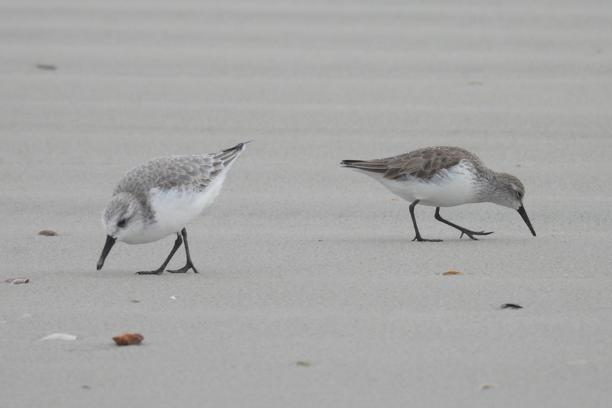 Western Sandpiper - ML646550182