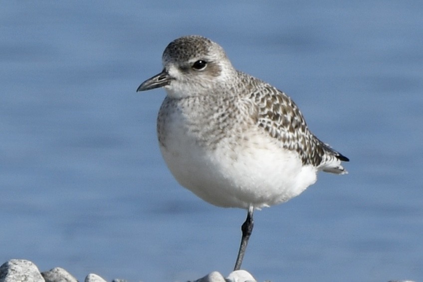 Chorlito Gris - ML646550183