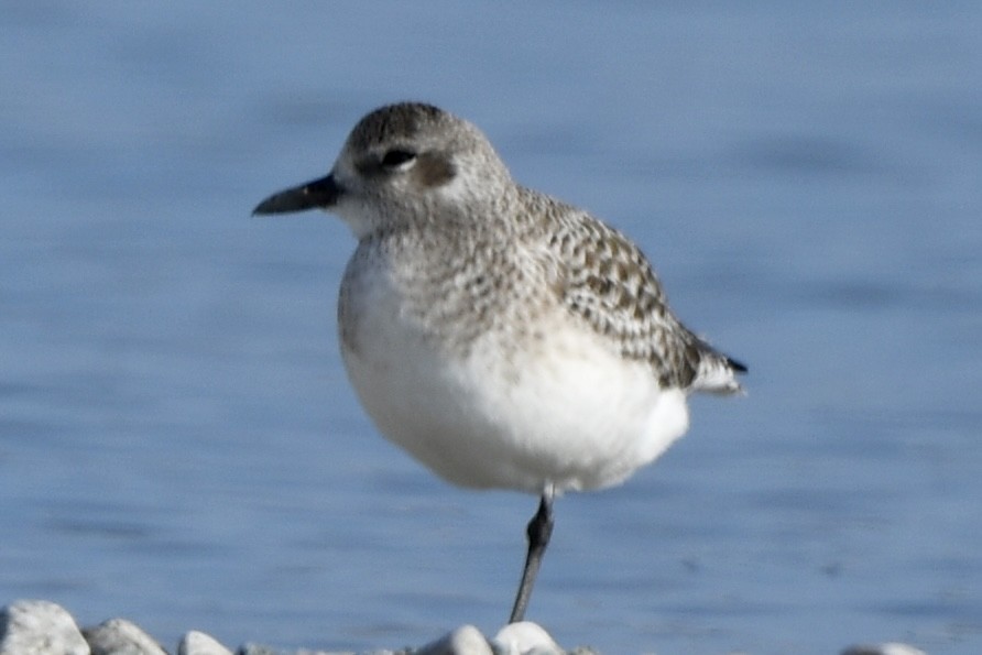 Chorlito Gris - ML646550184