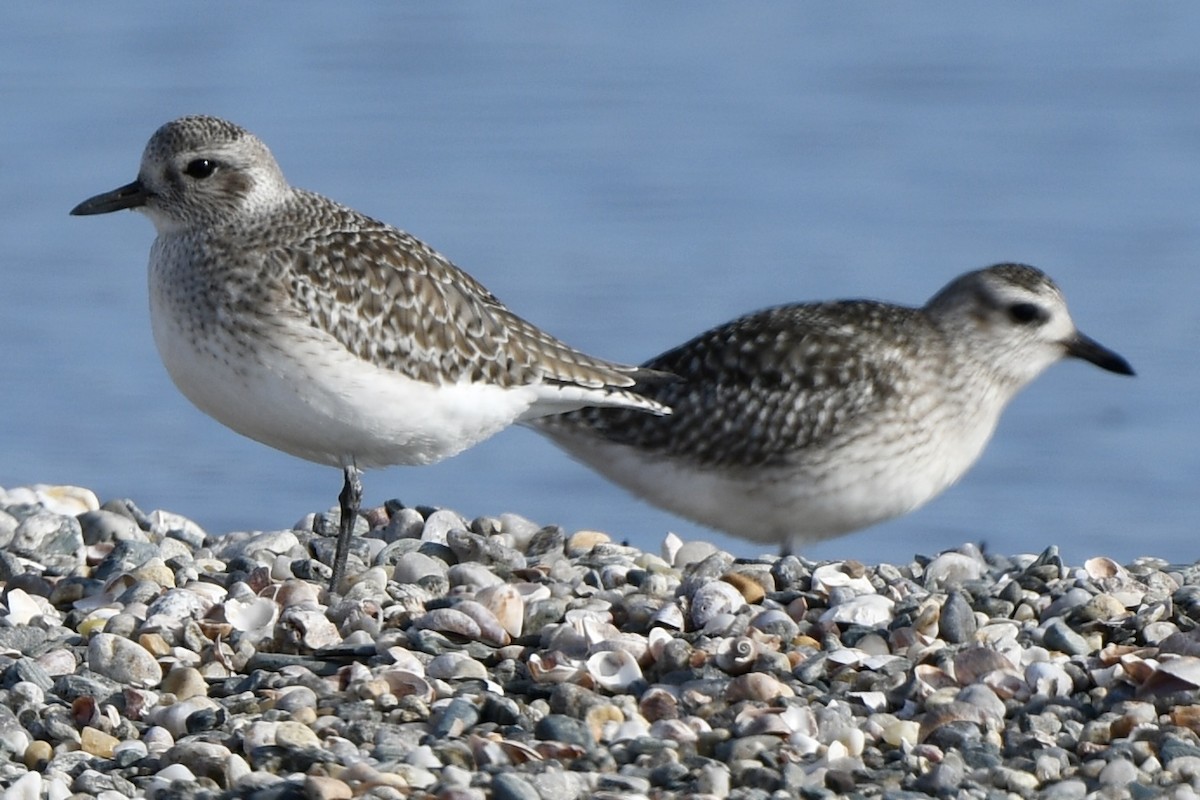 Chorlito Gris - ML646550185
