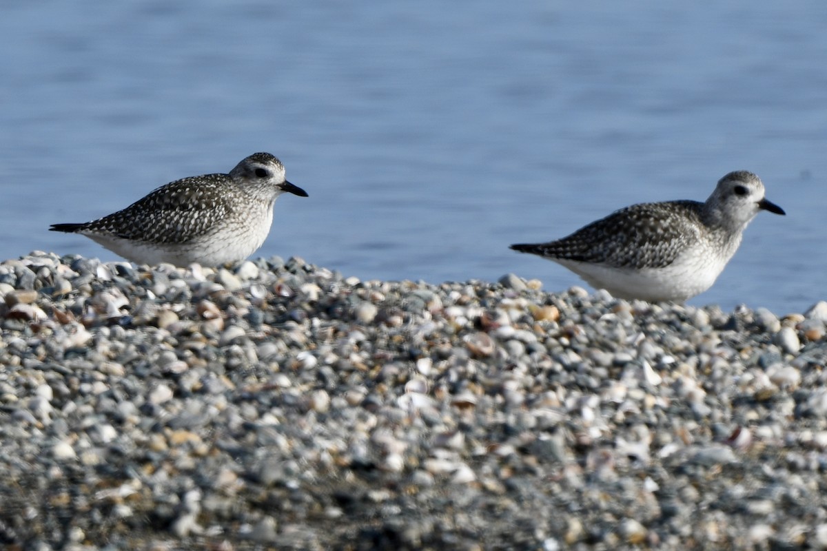 Chorlito Gris - ML646550186