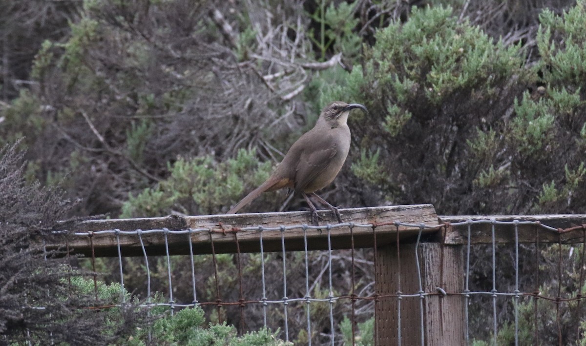 California Thrasher - ML646550189