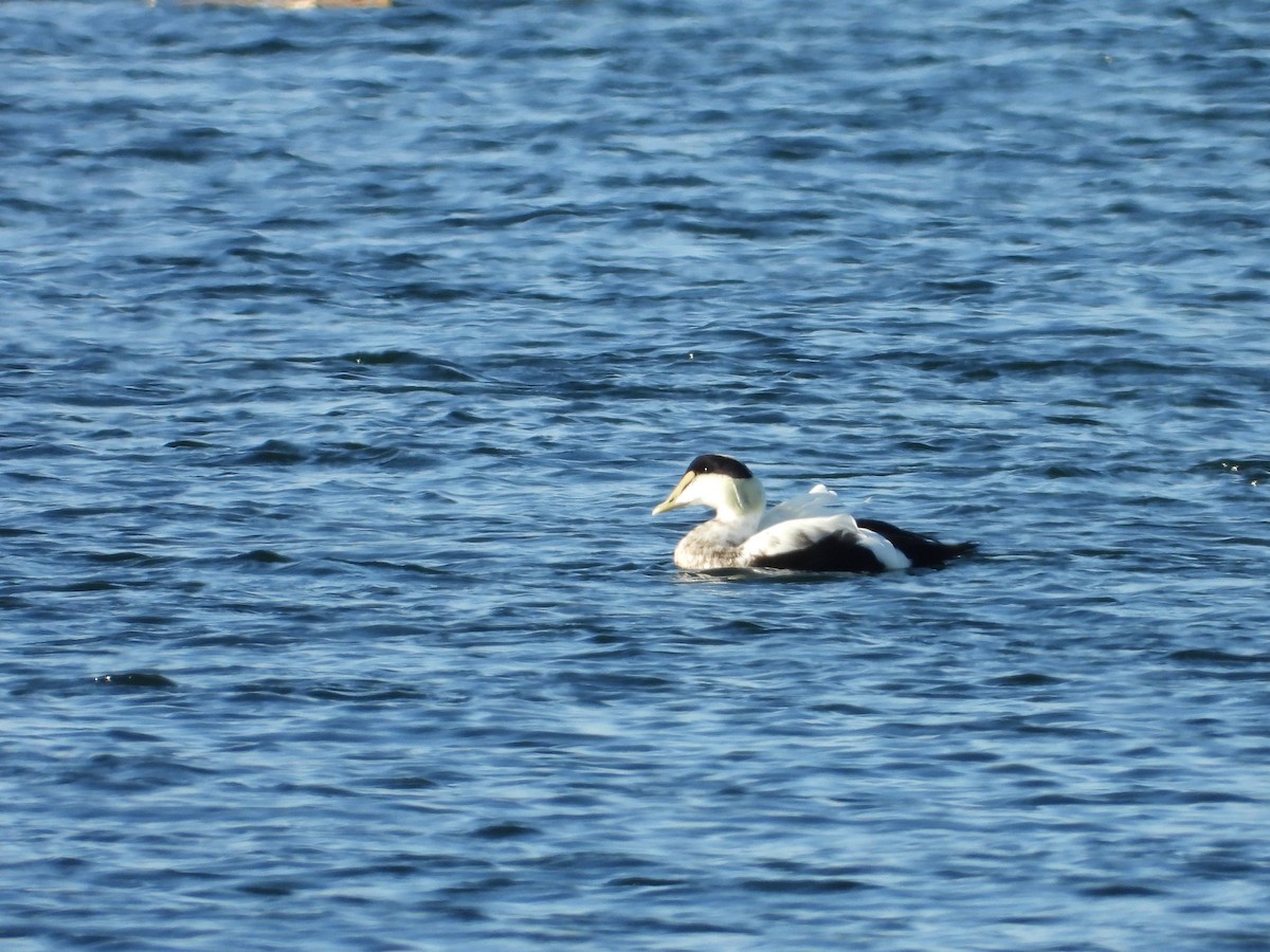 Common Eider - ML646550191