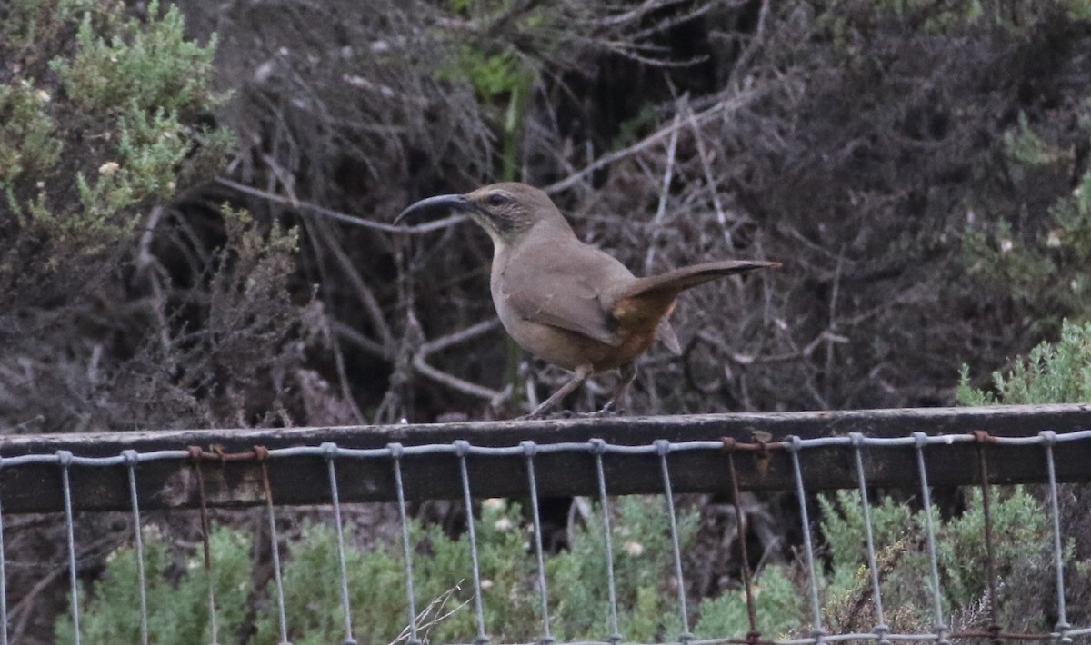 California Thrasher - ML646550192