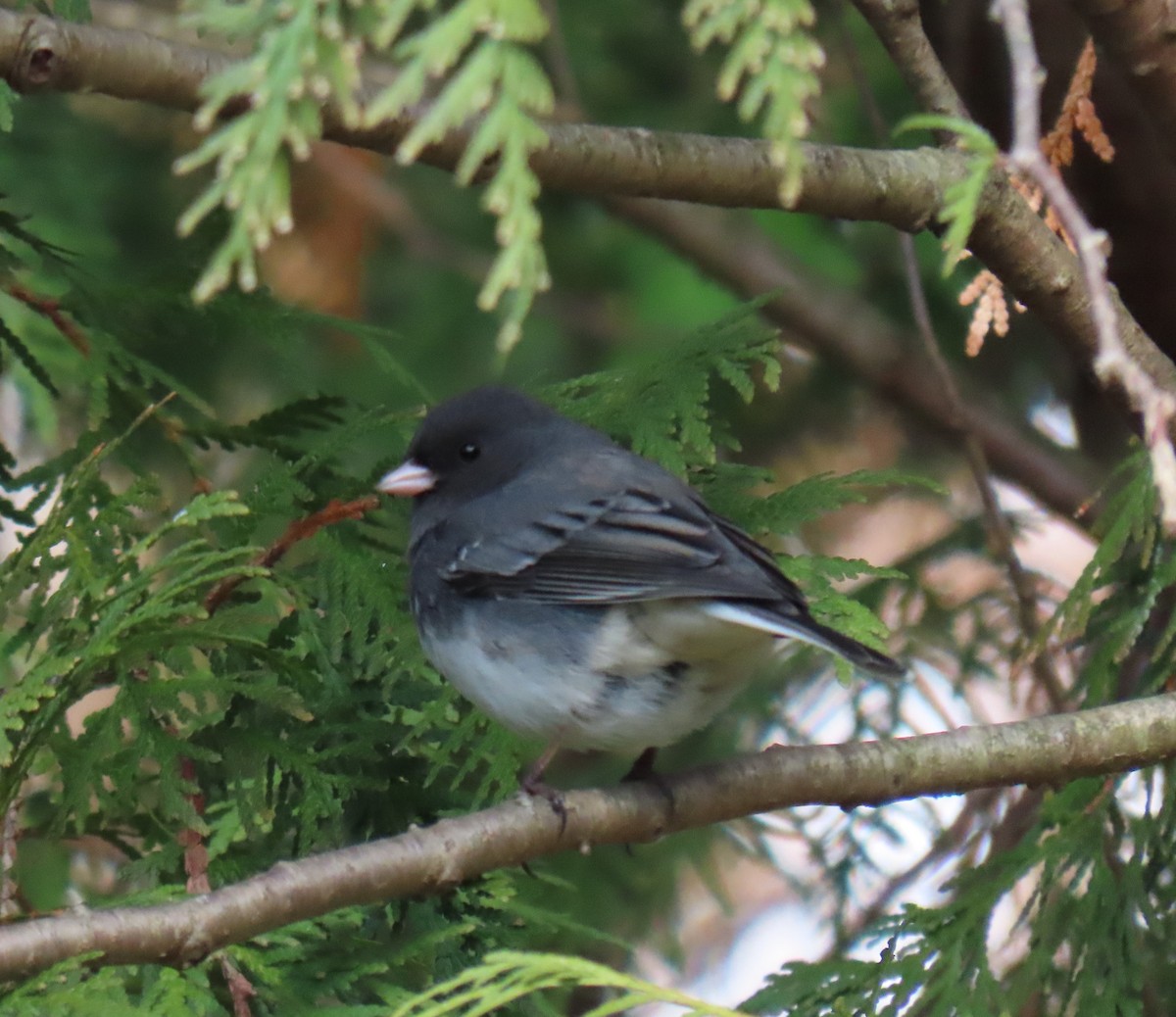 Серый юнко - ML646550193