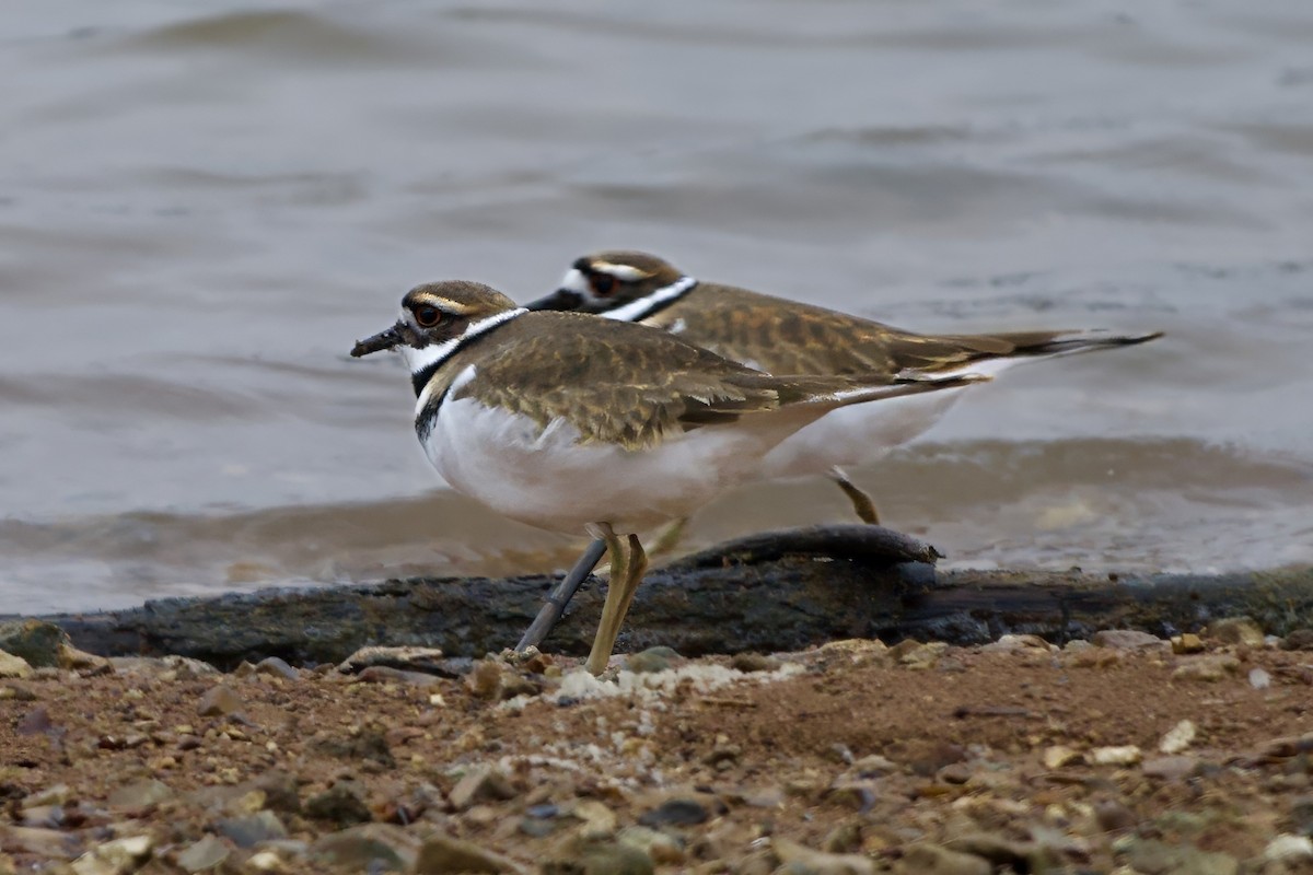 Крикливый зуёк - ML646550195