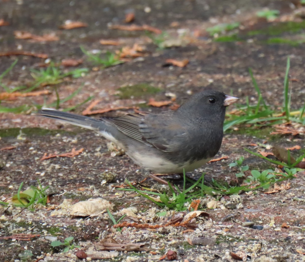 Серый юнко - ML646550196