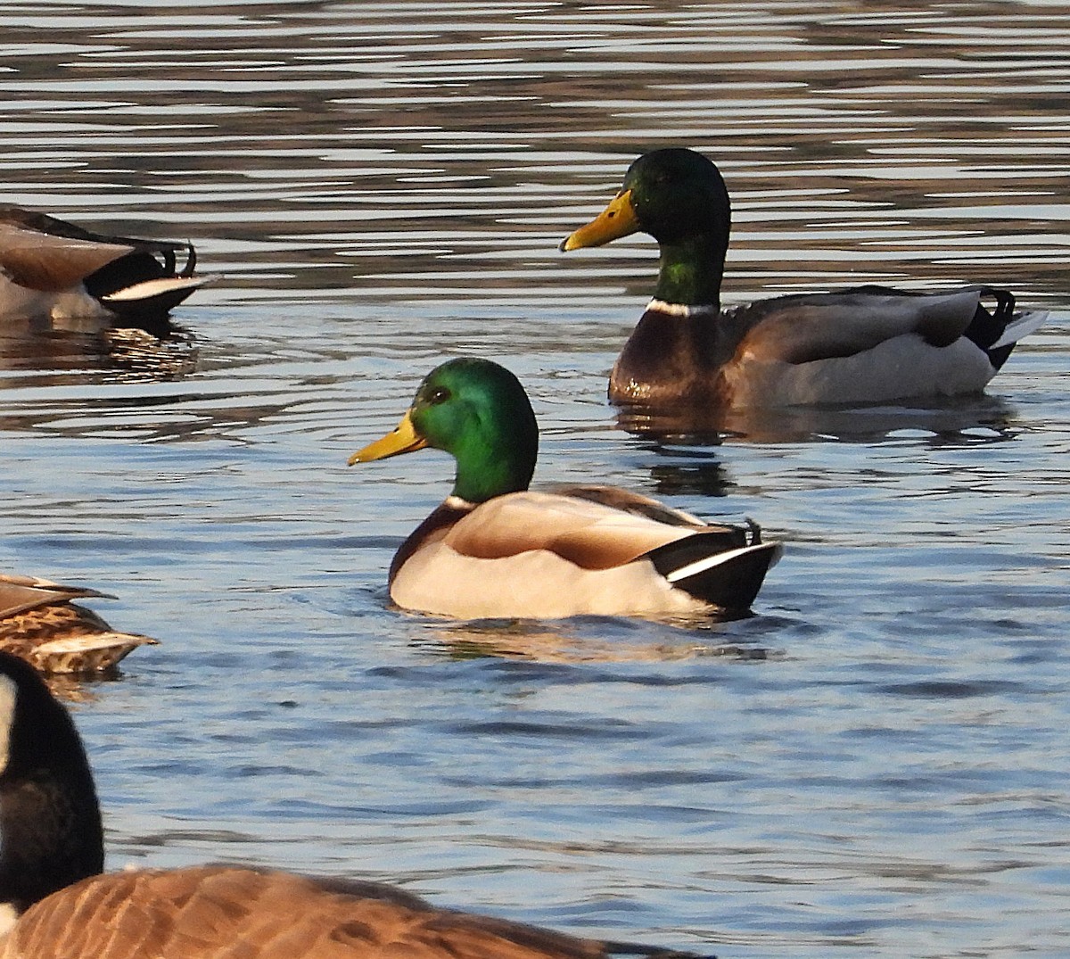 Кряква - ML646550197