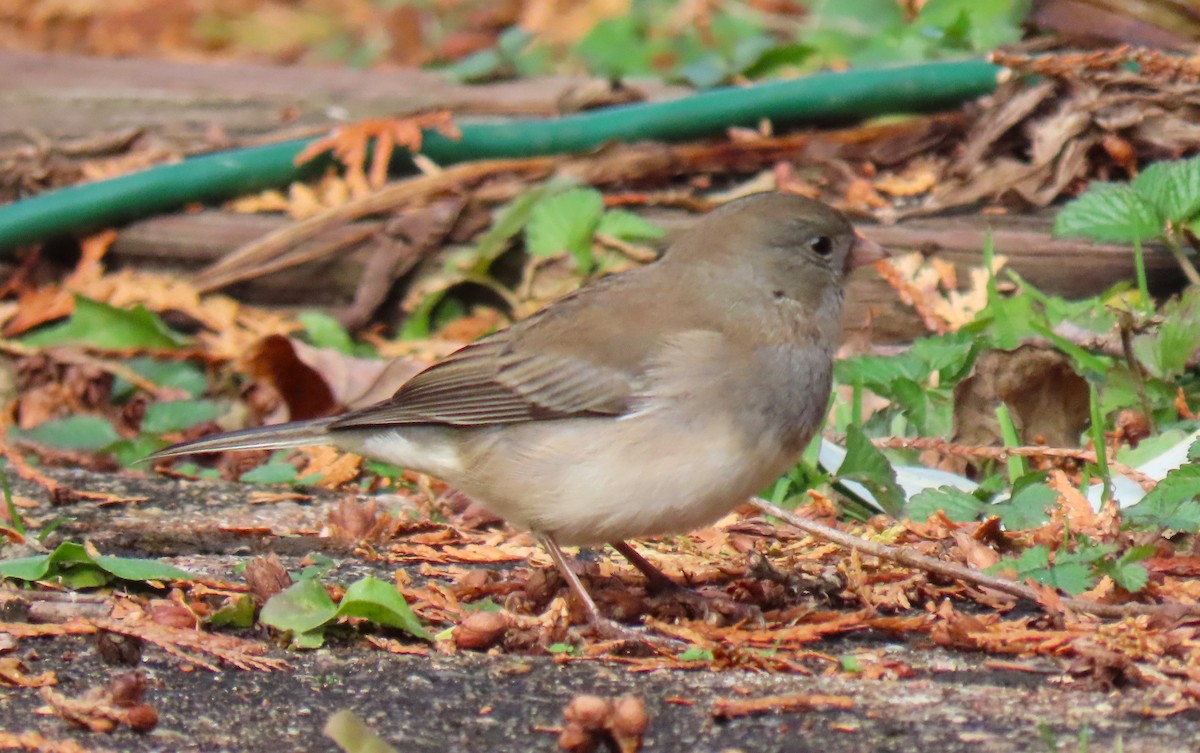 Серый юнко - ML646550199