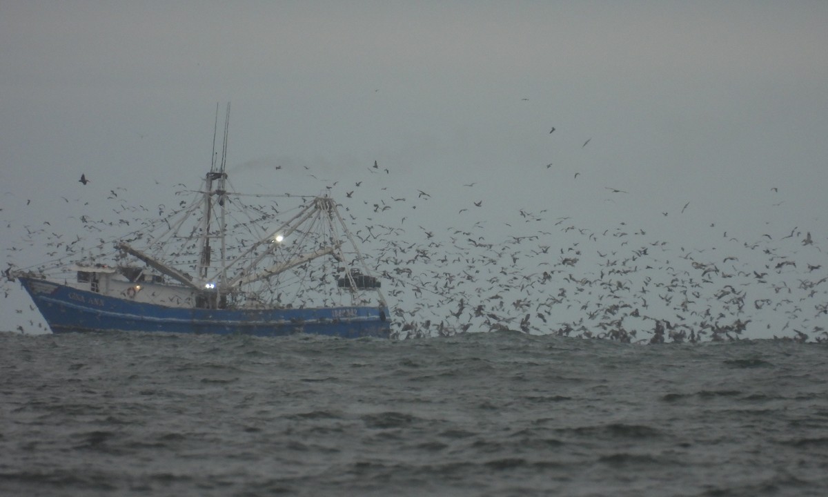 Ацтекская чайка - ML646550200