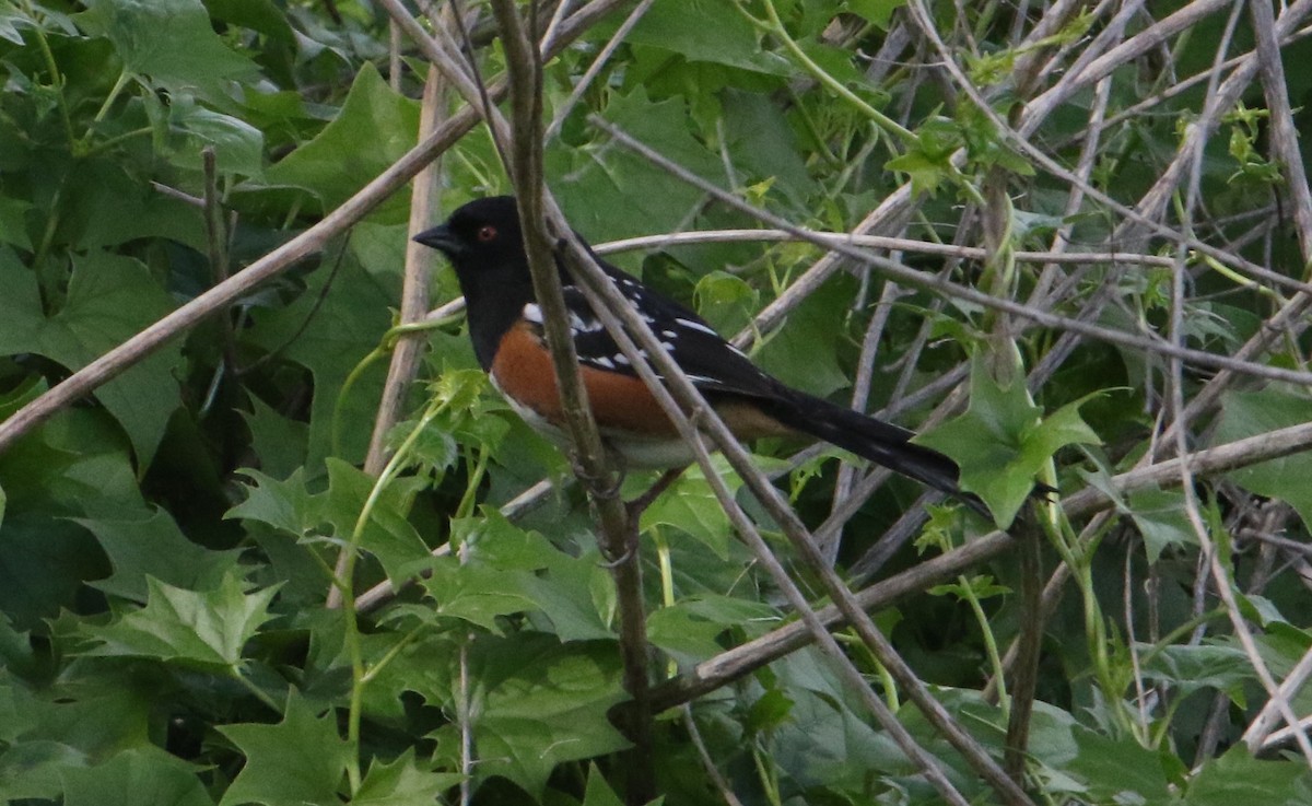 Пятнистый тохи - ML646550201