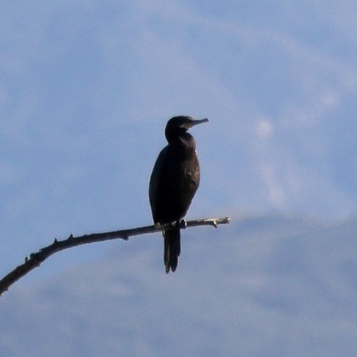 Неотропический баклан - ML646550202