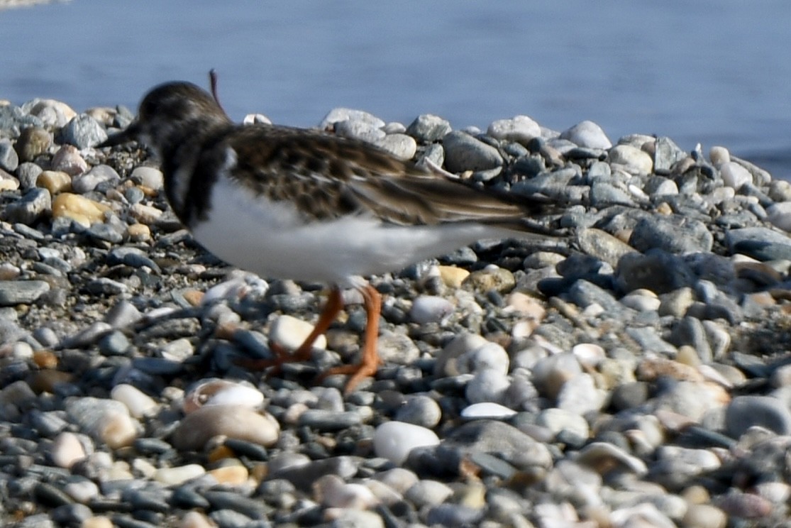 Камнешарка - ML646550203