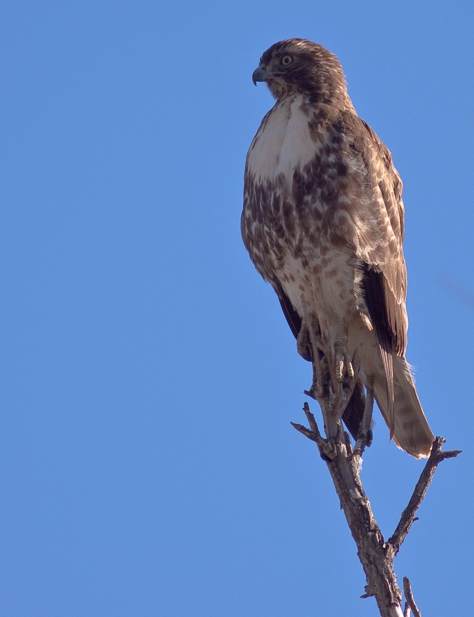 Краснохвостый канюк - ML646550206