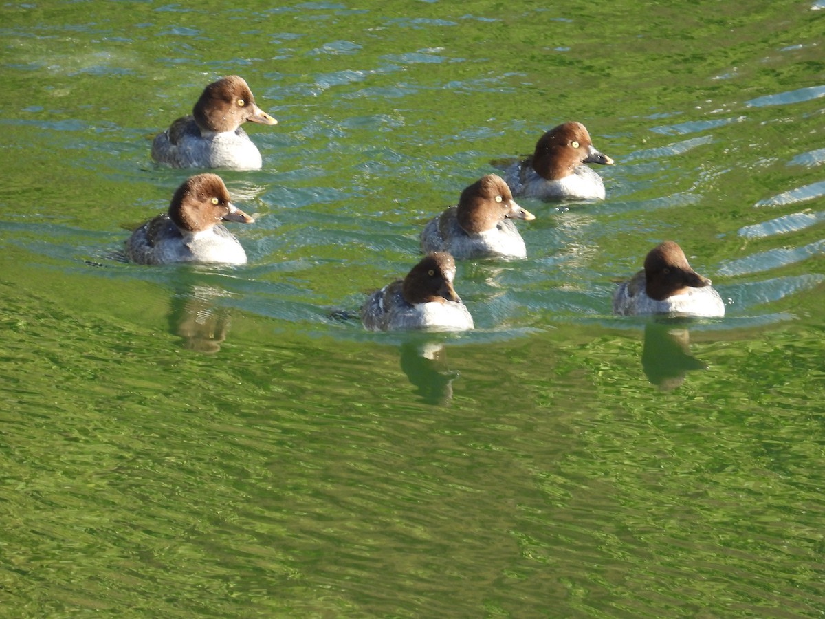 Гоголь - ML646550207