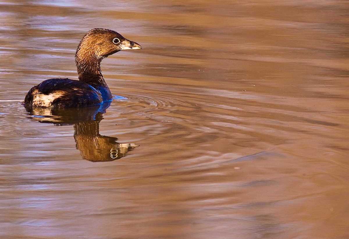 Пестроклювая поганка - ML646550209