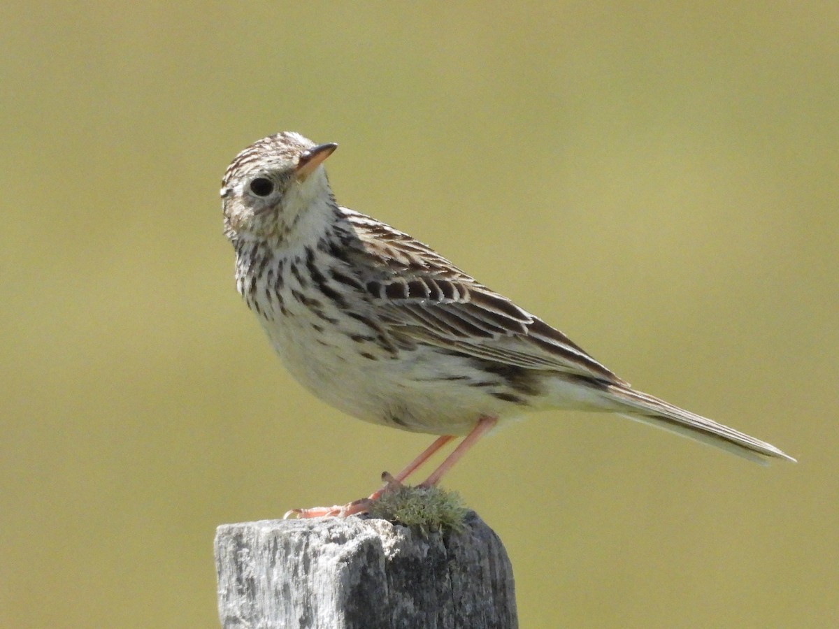 Hellmayr's Pipit - ML646550210