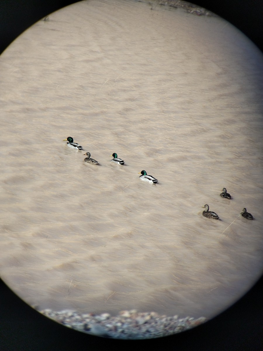 Stockente - ML646550211