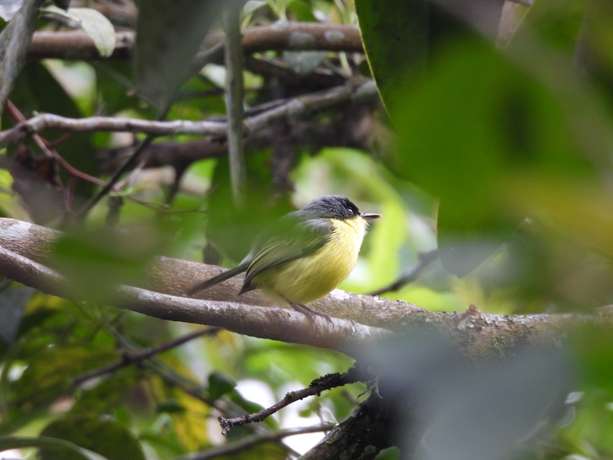 Желтобрюхий тоди-мухолов - ML646550212