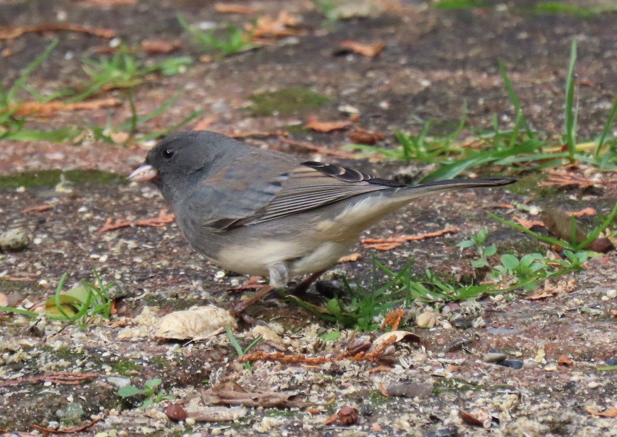 Серый юнко - ML646550213