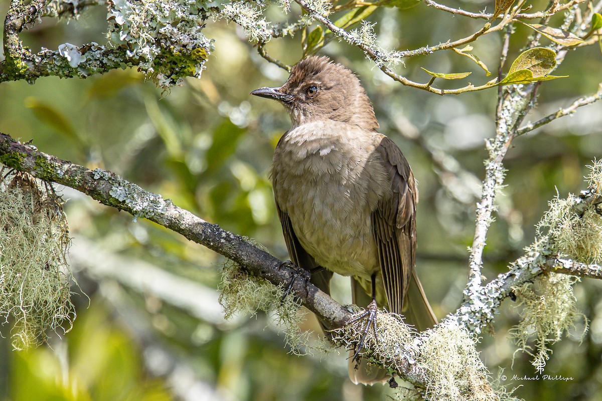 Скромный дрозд - ML646550214