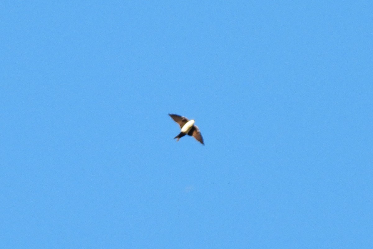 Патагонская ласточка - ML646550215