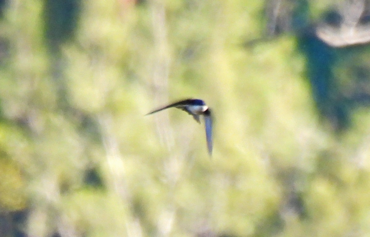 Патагонская ласточка - ML646550216