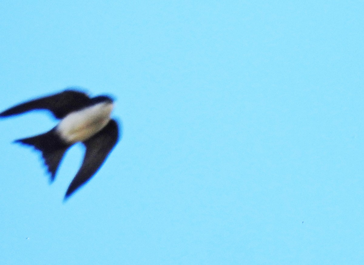 Патагонская ласточка - ML646550217