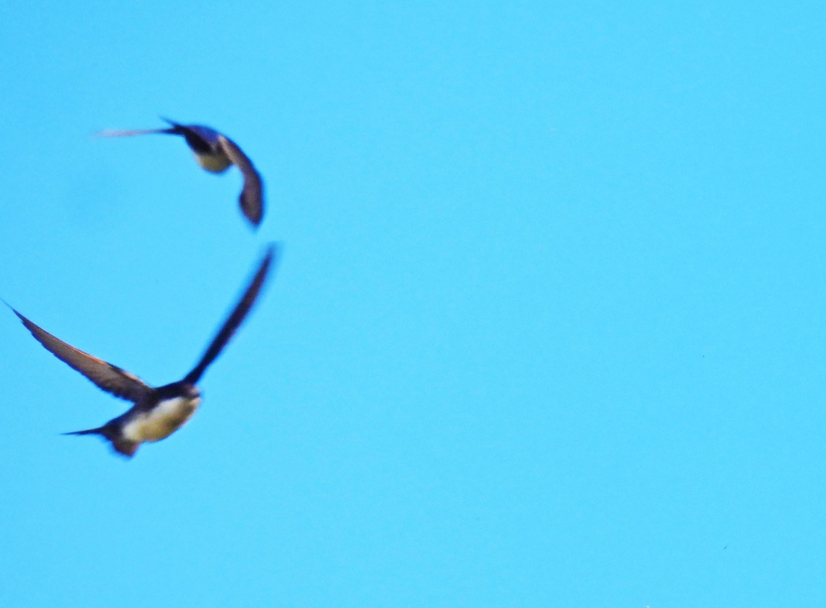 Патагонская ласточка - ML646550219