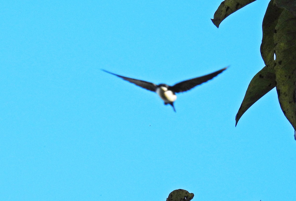 Патагонская ласточка - ML646550220