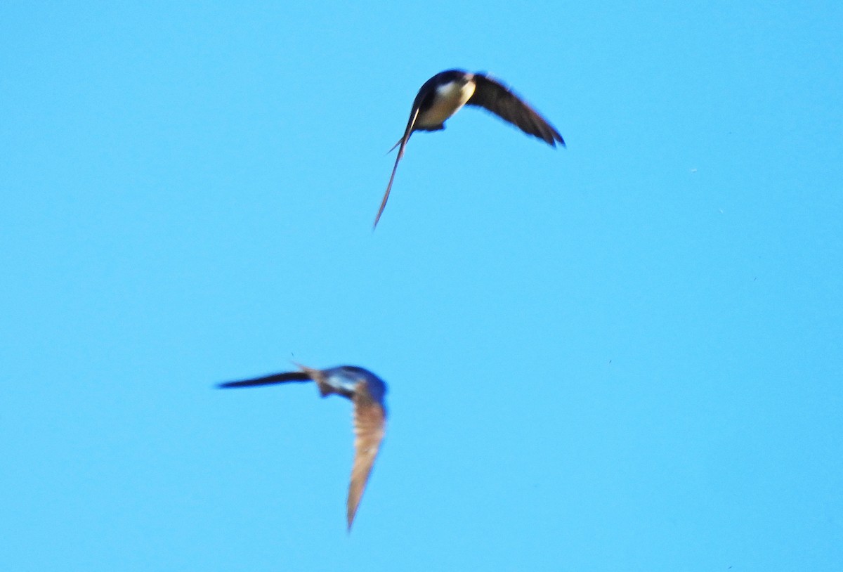 Патагонская ласточка - ML646550221