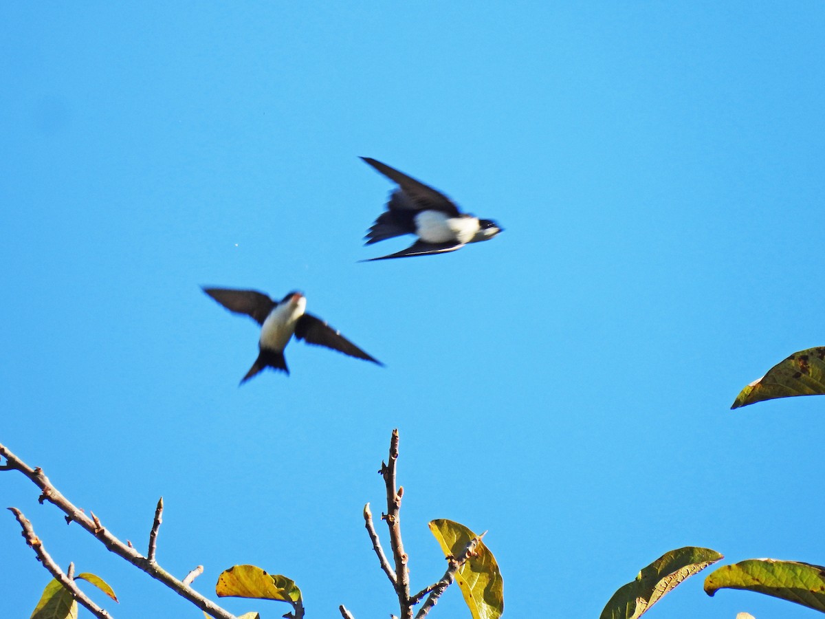 Патагонская ласточка - ML646550222