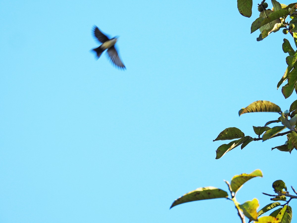 Патагонская ласточка - ML646550223