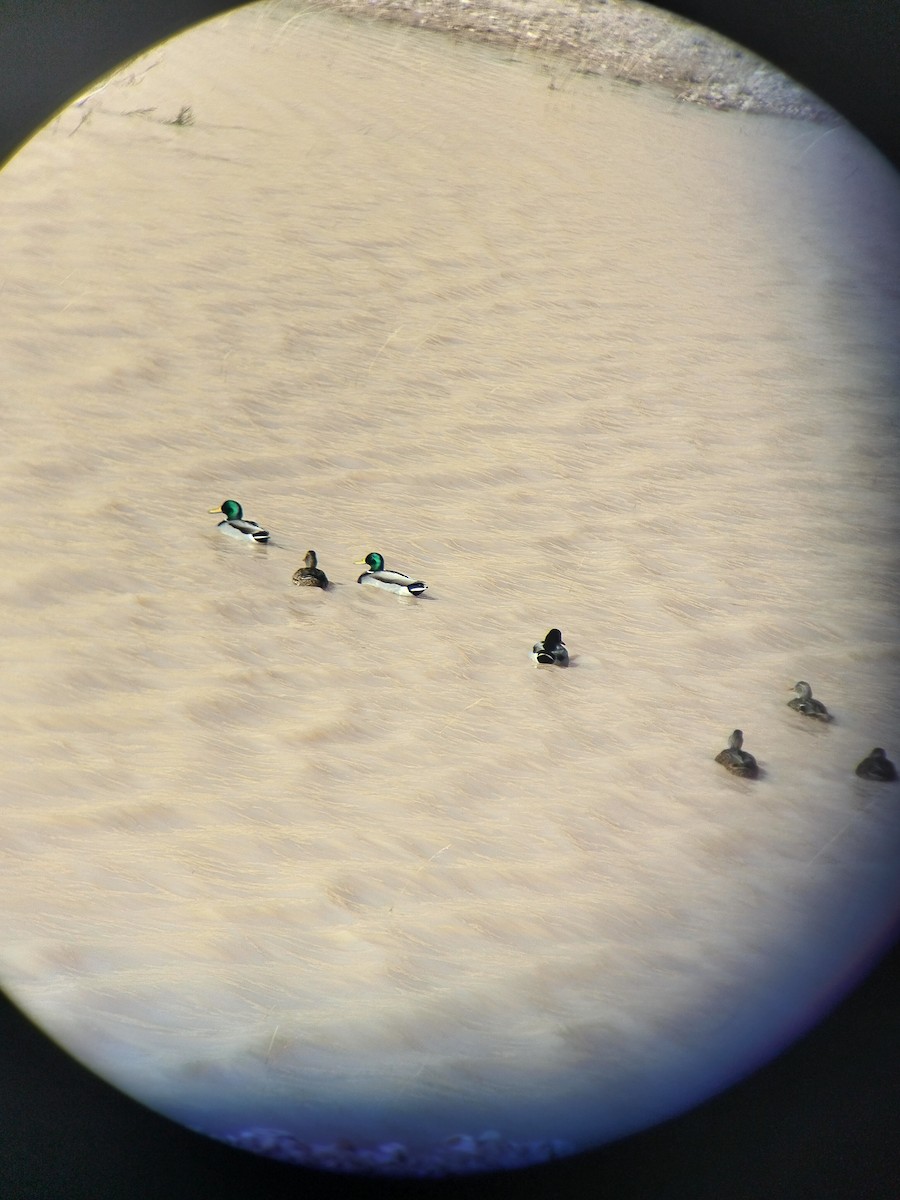 Stockente - ML646550224